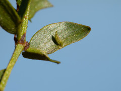 Asphondylia silicula