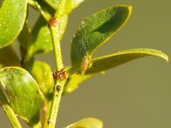 Asphondylia silicula