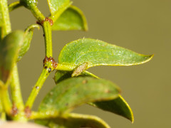 Asphondylia silicula