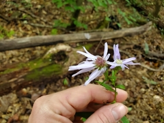 Astrotischeria astericola