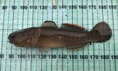 Tridentiger bifasciatus