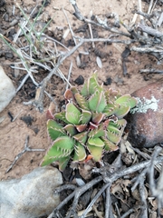 Faucaria bosscheana