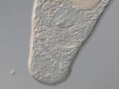 Macrostomum balticum
