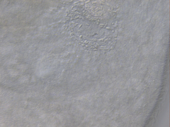 Macrostomum balticum