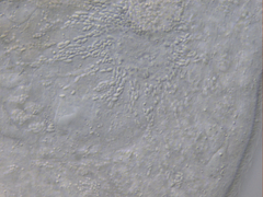 Macrostomum balticum
