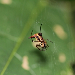 Micrathena acuta