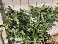 Phytolacca americana