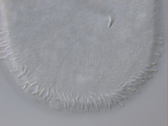 Macrostomum balticum