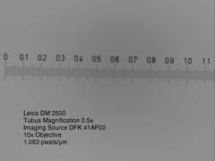 Macrostomum balticum