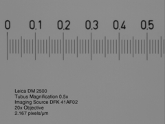 Macrostomum balticum