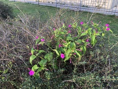 Mirabilis jalapa