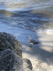 Leucophaeus atricilla megalopterus