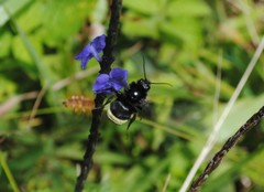 Bombus mexicanus