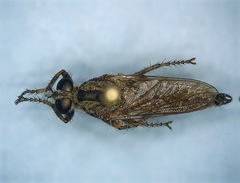 Machimus paropus