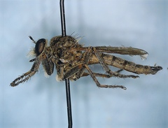 Machimus paropus