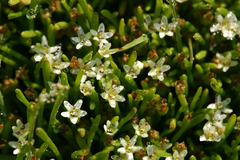 Limosella acaulis