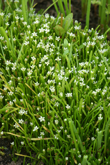 Limosella acaulis