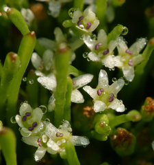 Limosella acaulis