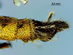 Machimus paropus