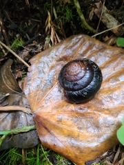 Monadenia infumata