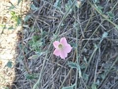 Convolvulus chilensis
