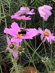 Bombus