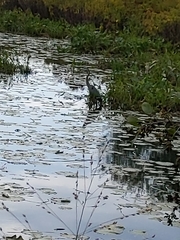 Ardea herodias herodias