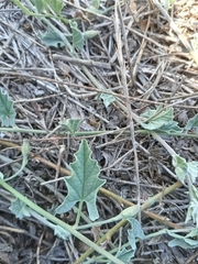 Convolvulus chilensis