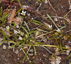 Limosella acaulis