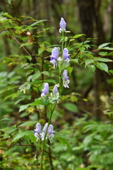 Aconitum axilliflorum