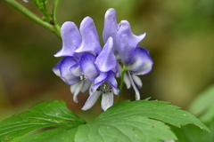 Aconitum axilliflorum