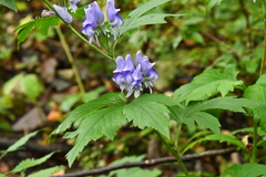 Aconitum axilliflorum