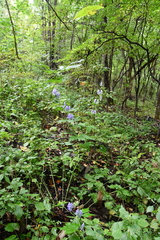 Aconitum axilliflorum