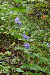 Aconitum axilliflorum