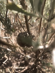 Rhopalomyia pomum