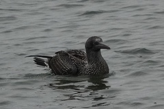 Morus bassanus