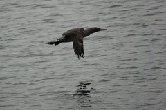 Morus bassanus