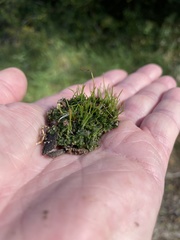 Phaeoceros carolinianus