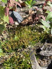 Phaeoceros carolinianus