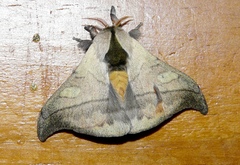 Hylesia scortina
