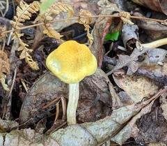 Cyptotrama chrysopepla