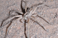 Pavocosa