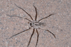 Pavocosa