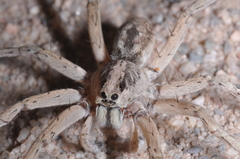 Pavocosa