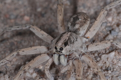 Pavocosa