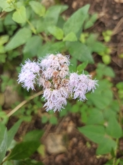 Ageratum corymbosum