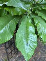 Magnolia macrophylla ashei