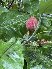 Magnolia macrophylla ashei