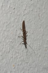 Leuctridae