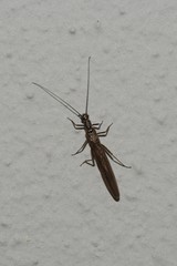 Leuctridae